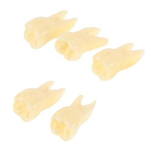 BESTonZON 5 Stück Zahnmodell Zahnspielzeug Zahnmedizinisches Zahnkunde Zahnmedizinisches Lernspielzeug Zahnarztspielzeug realistische Zähne lebensechte Zähne Harz Beige von BESTonZON