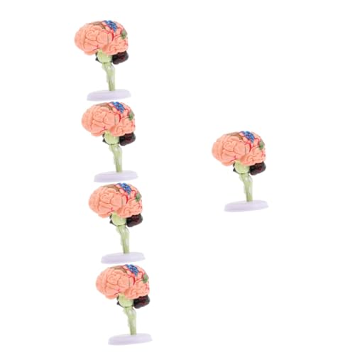 BESTonZON 5St Gehirnstrukturmodell schaufensterpuppe maneküre- Set schaukästen tatsächl Modelle Gehirnmodell für die Neurowissenschaft Gehirnmodell für Kinder Puzzle Spielzeug 4d PVC von BESTonZON