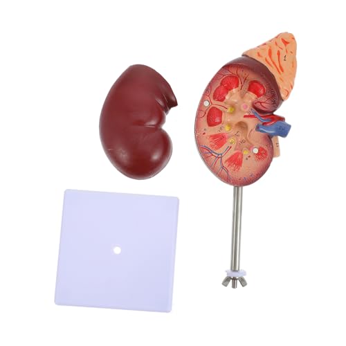 BESTonZON Abnehmbares Design Detaillierte Struktur zur Anatomiedemonstration von BESTonZON