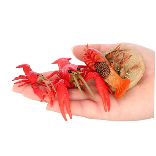 BESTonZON Crayfish Wachstumszyklus Modell Realistische Krebs Evolution Spielzeuge für Biologisches Lernspielzeug zur Naturerfahrung Leichtes Material Anschauliche Meerestiere Figuren BESTonZON Crayfish Wachstumszyklus Modell Realistische Krebs Evolution Spielzeuge für Biologisches Lernspielzeug zur Naturerfahrung Leichtes Material Anschauliche Meerestiere Figuren von BESTonZON
