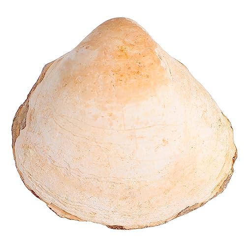 BESTonZON Fossile zweischalige Muschel bürodeko fossilien paläontologie meerestiere geburtstagsmitgebsl Lehrmittel pädagogisches Werkzeug Muscheldekor Kinder Probe Modell Lehre BESTonZON Fossile zweischalige Muschel bürodeko fossilien paläontologie meerestiere geburtstagsmitgebsl Lehrmittel pädagogisches Werkzeug Muscheldekor Kinder Probe Modell Lehre von BESTonZON