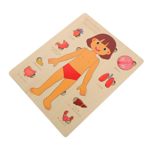 BESTonZON Holzpuzzle für Anatomisches Lernspielzeug für Kognitive Entwicklung Abnehmbares Organmodell Montessori Geeignet für Jungen und Mädchen Ab Jahren von BESTonZON