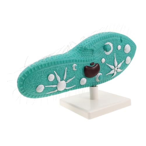 BESTonZON Paramecium Science Model mit Stabilem Ständer Realistisches Protozoen-zellstrukturmodell mit Cilien für Biologieunterricht Einfach Aufzubauen für Schüler und Wissenschaftsklassen von BESTonZON