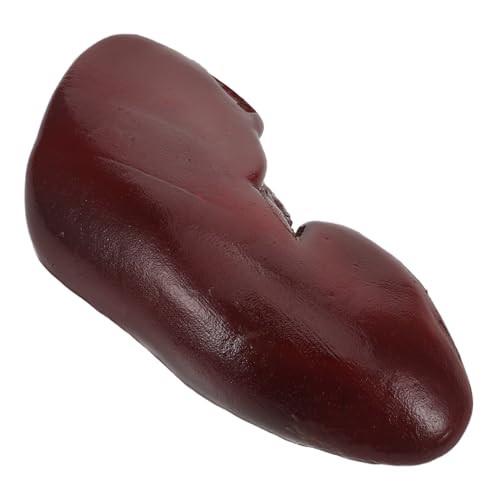 BESTonZON Realistisches Halloween Fake Kidney Requisit Vielseitiges Cosplay Partyaccessoire für Gruseldekorationen Scherzartikel und Puppenhaus-dekor Täuschend Echtes Organmodell von BESTonZON