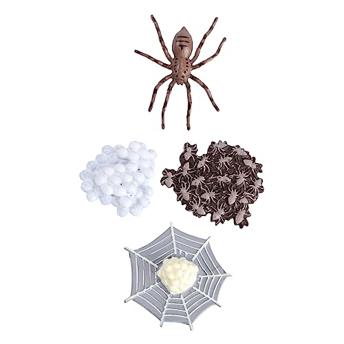 BESTonZON Realistisches Spinnen Lebenszyklus Modell für Pädagogisch Simulation Tier Ornament Geburtstagsdeko Lernspielzeug für Vorschule und Rollenspiele BESTonZON Realistisches Spinnen Lebenszyklus Modell für Pädagogisch Simulation Tier Ornament Geburtstagsdeko Lernspielzeug für Vorschule und Rollenspiele von BESTonZON