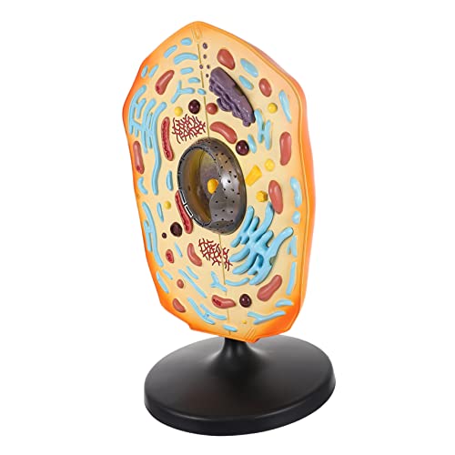 BESTonZON Tierzellmodell Lehrmodell aus Anschauliches Anatomisches Modell für Schüler und Lehrer Einfach zu Bedienen Realistische Zellstruktur für Biologieunterricht und Training von BESTonZON