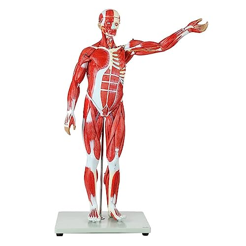BJQZX Organ Model Torso Human Muscle Anatomical Model Muscle Structure Model Removable Organs, for Medical Educational Training von BJQZX
