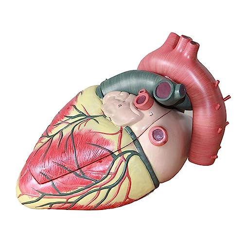 BJQZX Organmodell 1:1 Menschliches Herz Modell Menschliches Herz Anatomisches Modell Abnehmbar für Kardiologie Studie Zur Medizinischen Demonstration von BJQZX