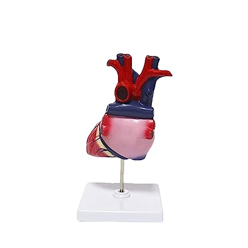 BJQZX Organmodell Anatomisches Modell Herzmodelle mit Magneten auf Basis für Kardiologie Anatomie Modell von BJQZX