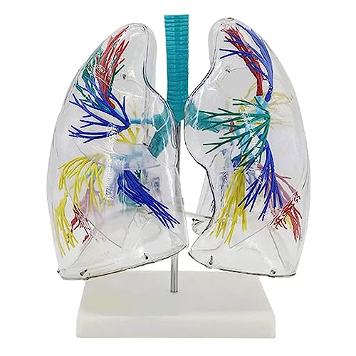 BJQZX Organmodell Menschliche Lunge und Atemwege Modell Anatomisches Modell von Lungensegmenten Transparent, Für Klassenzimmer Unterricht Und Labordisplay von BJQZX