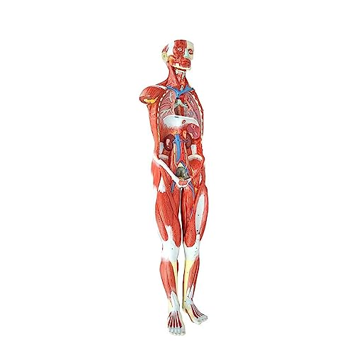 BJQZX Organmodell Menschliches Muskel- und Orgelmodell Skelettmodell mit abnehmbaren Organen und Muskelanatomie, für medizinisches Bildungstraining von BJQZX
