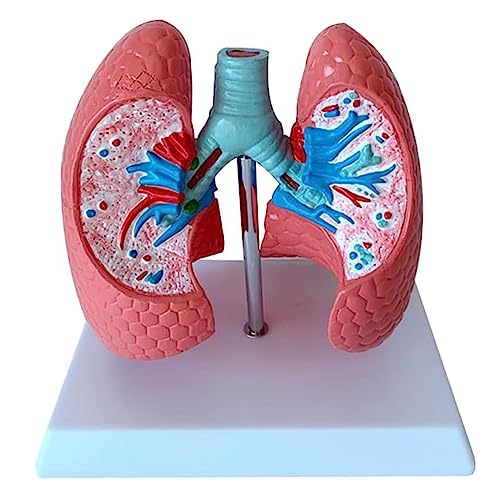 BJQZX Orgelmodell, Modell der menschlichen Lunge, Bronchialbaum, Farbdruck, Atmungssystem, Lehrmaterial für die medizinische Ausbildung von BJQZX
