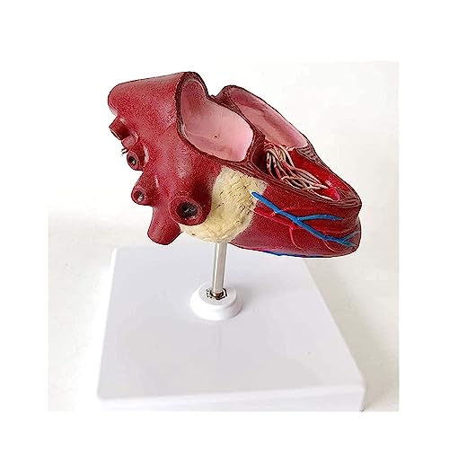 Orgelmodell Anatomische Modelle tierischer Organe Modelle der tierärztlichen Ausbildung Abnehmbares Lehrmaterial für medizinische Demonstrationen von BJQZX