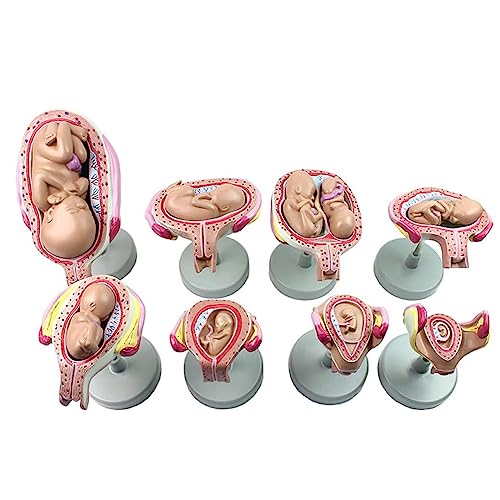 Orgelmodell Fötales Entwicklungsmodell 1:1 Fötus-Embryo-Schwangerschaftsmodelle, wissenschaftliche menschliche Anatomie für Hebammen, medizinische Ausbildungs-Trainingskits von BJQZX