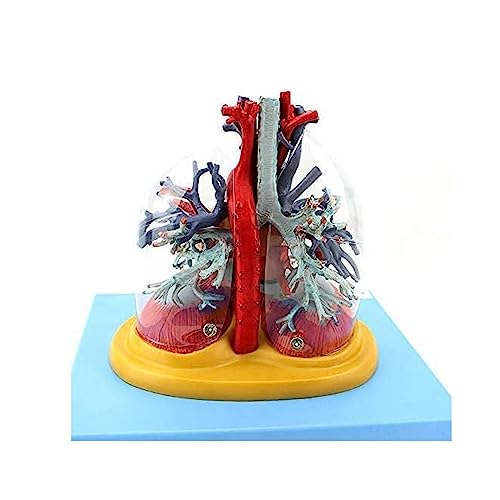 Orgelmodell Menschliches Herz anatomisches Modell Interne Atemwege Transparentes Baummodell, zur medizinischen Demonstration von BJQZX