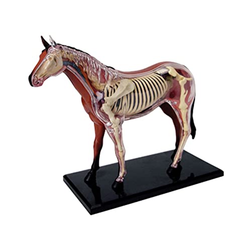 BLASHRD Tierorgan Anatomie Modell 4D Intelligenz Zusammenbau Spielzeug, das Anatomie Modell DIY PopuläRwissenschaftliche GeräTe Unterrichtet von BLASHRD