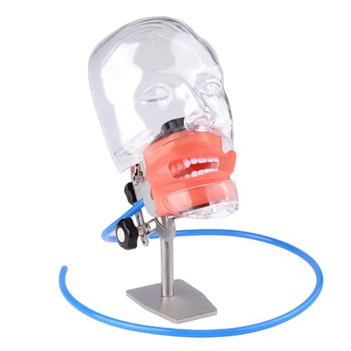 BONEW Oral Dental Simulator Manikin Phantomkopf Modell Zahnarzt pädagogisches Zahnlehrmodell mit 28 Zähnen zum Fixieren (Tischständer-Typ) von BONEW