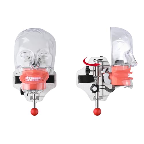 BONEW Oral Dental Simulator Manikin Phantomkopf Modell Zahnarzt pädagogisches Zahnlehrmodell mit 28 Zähnen zur Befestigung am Zahnstuhl BONEW Oral Dental Simulator Manikin Phantomkopf Modell Zahnarzt pädagogisches Zahnlehrmodell mit 28 Zähnen zur Befestigung am Zahnstuhl von BONEW