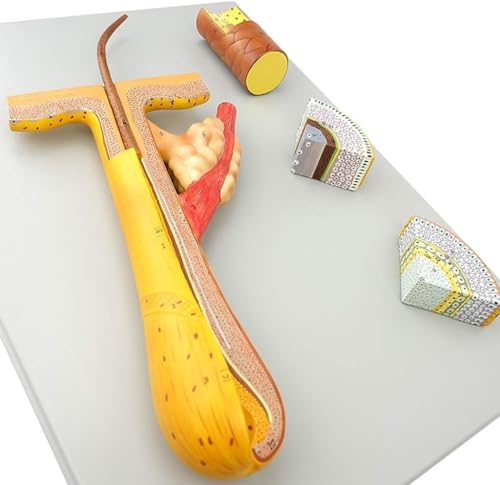 1 Stück 700-fach vergrößertes anatomisches Modell des menschlichen Haarfollikels – 4-teiliges pädagogisches Wissenschaftsmodell for den Unterricht in Make-up und Schönheitssalons 1 Stück 700-fach vergrößertes anatomisches Modell des menschlichen Haarfollikels – 4-teiliges pädagogisches Wissenschaftsmodell for den Unterricht in Make-up und Schönheitssalons von BPQCOFZT
