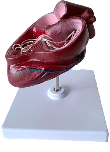 1 Stück Anatomisches Hundeherzmodell - Hundeherzmodell - PVC-Organ mit Basis for die Veterinärausbildung und den Unterricht im Klassenzimmer 1 Stück Anatomisches Hundeherzmodell - Hundeherzmodell - PVC-Organ mit Basis for die Veterinärausbildung und den Unterricht im Klassenzimmer von BPQCOFZT