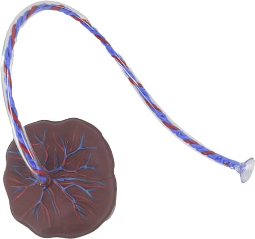 1 Stück Nabelschnur- und Plazentamodell – Trainingshilfe for Neugeborene mit Venen und Arterien for die medizinische Ausbildung 1 Stück Nabelschnur- und Plazentamodell – Trainingshilfe for Neugeborene mit Venen und Arterien for die medizinische Ausbildung von BPQCOFZT