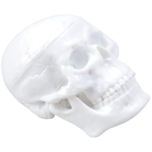 BRABOSTON Detaillierte ABS-Totenkopf-Repliken, Modellfigur für Anatomiebildung, Künstler, Unterricht, Klassenzimmer, Demonstrationswerkzeug, Wissenschaftslehrhilfe von BRABOSTON