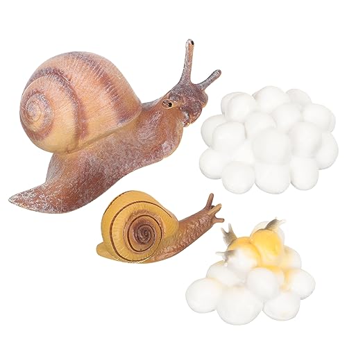 BRIGHTFUFU 1 Satz Wachstumszyklus Der Schnecke Tiermodelle Für Tierlebenszyklus- Tierkreisspielzeug Lernspielzeug Für Modell des Wachstumszyklus Von Tieren Harz von BRIGHTFUFU