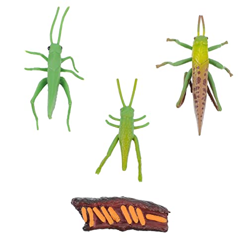 BRIGHTFUFU 1Satz Cricket Lebenszyklus Figuren Realistische Insektenmodelle Für Wachstumsstufen Nützliche Unterrichtshilfen Kreativität Und Lernen BRIGHTFUFU 1Satz Cricket Lebenszyklus Figuren Realistische Insektenmodelle Für Wachstumsstufen Nützliche Unterrichtshilfen Kreativität Und Lernen von BRIGHTFUFU