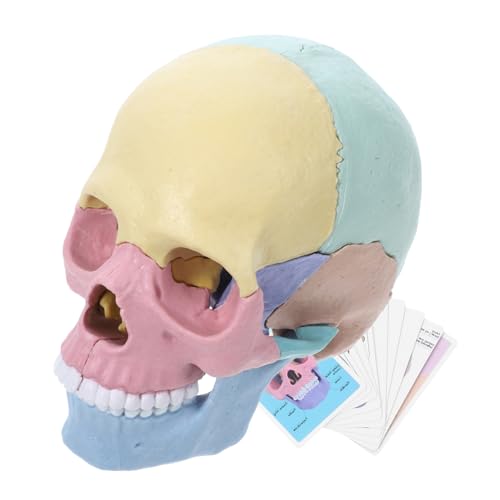 BRIGHTFUFU Detachable Anatomisches Schädelmodell Für Lernspielzeug Interaktive Didaktik Für Anatomie Und Biologielehre Realistisches Und Präzises Design Vielseitig Einsetzbar von BRIGHTFUFU