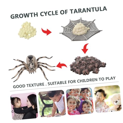 BRIGHTFUFU Simulation Tarantula Modell Lebenszyklus Lernspielzeug für Realistische Wachstumsphasen Pädagogisch Anschauliches Insektenmodell Dekoration BRIGHTFUFU Simulation Tarantula Modell Lebenszyklus Lernspielzeug für Realistische Wachstumsphasen Pädagogisch Anschauliches Insektenmodell Dekoration von BRIGHTFUFU