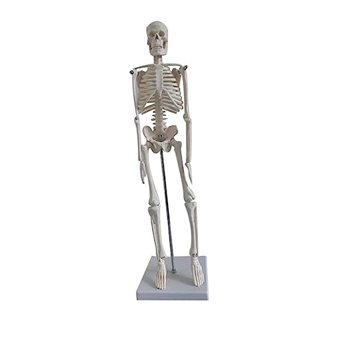 BUGUUYO Skelett Hand Menschliches Skelettmodell Aus Pvc Anatomisches Lehrmodell Mit Beweglichen Armen Für Wissenschaft Und Medizin Ideal Für Anatomie Studien Und Kunstprojekte BUGUUYO Skelett Hand Menschliches Skelettmodell Aus Pvc Anatomisches Lehrmodell Mit Beweglichen Armen Für Wissenschaft Und Medizin Ideal Für Anatomie Studien Und Kunstprojekte von BUGUUYO