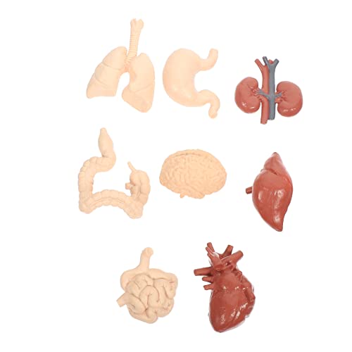 BUGUUYO 1 Satz Menschliches Viszeralmodell Abnehmbares Werkzeug Organe Lehrmodell Organe Des Menschlichen Körpers Modell Kognitiver Organe Anatomie Und Physiologie Molekulares BUGUUYO 1 Satz Menschliches Viszeralmodell Abnehmbares Werkzeug Organe Lehrmodell Organe Des Menschlichen Körpers Modell Kognitiver Organe Anatomie Und Physiologie Molekulares von BUGUUYO