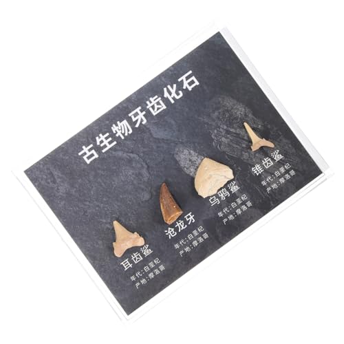 BUGUUYO 1 Schachtel Skelett Trilobit Dinosaurier Lebewesen Paläontologie the sauf einschenker schenken decoration Ornament Figuren Schüler unterrichten Bausatz von BUGUUYO