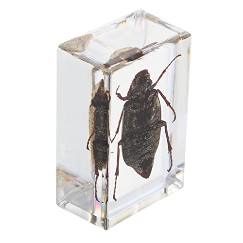 BUGUUYO 1 Stk Insektenexemplar bernsteinfarbene Exemplare natürliche Bernsteinproben Tiere Schläger schulzubehör schulsachen kreative Bernsteinproben empfindliche Kristallproben Harz BUGUUYO 1 Stk Insektenexemplar bernsteinfarbene Exemplare natürliche Bernsteinproben Tiere Schläger schulzubehör schulsachen kreative Bernsteinproben empfindliche Kristallproben Harz von BUGUUYO
