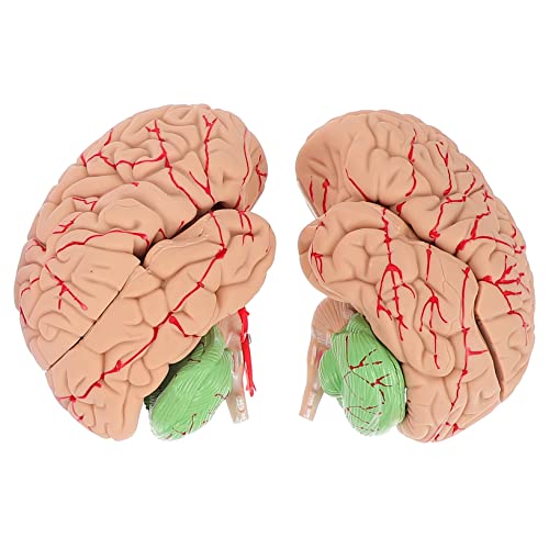 BUGUUYO 1pc Menschliches Gefälschtes Gehirnmodell Gehirnmodell Experiment Gehirn Abnehmbare Abschnitte Für Jungen Und Mädchen Lernen BUGUUYO 1pc Menschliches Gefälschtes Gehirnmodell Gehirnmodell Experiment Gehirn Abnehmbare Abschnitte Für Jungen Und Mädchen Lernen von BUGUUYO