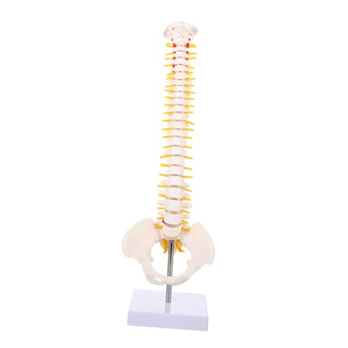 BUGUUYO Menschliches Wirbelsäulenmodell 1-teiliges Wirbelsäulenstützmaterial Aus Pvc Für Die Praxis Von Krankenhausärzten Und Studenten BUGUUYO Menschliches Wirbelsäulenmodell 1-teiliges Wirbelsäulenstützmaterial Aus Pvc Für Die Praxis Von Krankenhausärzten Und Studenten von BUGUUYO