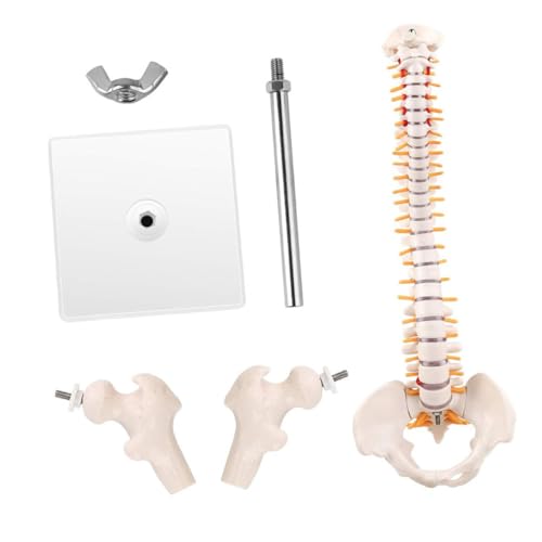 BUGUUYO 1Stück Wirbelsäulenmodell mit Becken Anatomisches Modell Wirbelsäule mit Detaillierter Nervenstruktur für Medizinische Ausbildung Rehabilitation von BUGUUYO