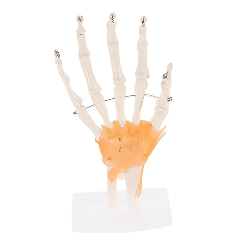 BUGUUYO 1 Stück Pvc-handgelenkmodell Mit Bändern Für Halloween-dekorationen Skelett Halloween- Modell Lehrmaterial BUGUUYO 1 Stück Pvc-handgelenkmodell Mit Bändern Für Halloween-dekorationen Skelett Halloween- Modell Lehrmaterial von BUGUUYO