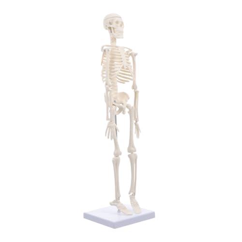 BUGUUYO 1Stk Simuliertes Skelett Skelett Modell des menschlichen Körpers Ganzkörper-Knochenmodell Modelle Unterrichtsknochenmodell Knochenmodell für Arzt ganzer Körper PVC von BUGUUYO