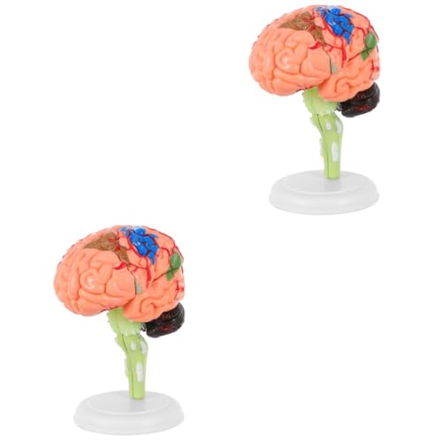 BUGUUYO 2 Stk Experimentelle Lehrmedizin Modell Organe Herz menschlich Studie Gehirn Skelett Plasmakugel Torso Mein Körperrätsel Neurowissenschaften molekular schulsachen schulzeug PVC BUGUUYO 2 Stk Experimentelle Lehrmedizin Modell Organe Herz menschlich Studie Gehirn Skelett Plasmakugel Torso Mein Körperrätsel Neurowissenschaften molekular schulsachen schulzeug PVC von BUGUUYO