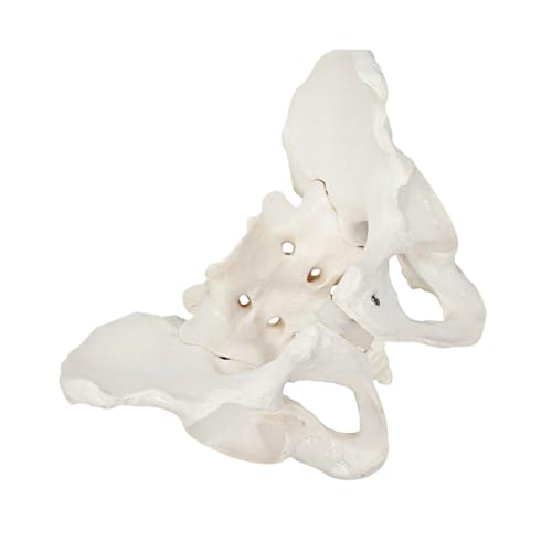 BUGUUYO 2 Stk Weibliches Beckenmodell Menschlich Ratte Schnecke Modell Der Körperanatomie Körperbildmaschine Weibliches Skelettmodell Weibliches Anatomisches Modell Mütterlich Weiß Pvc BUGUUYO 2 Stk Weibliches Beckenmodell Menschlich Ratte Schnecke Modell Der Körperanatomie Körperbildmaschine Weibliches Skelettmodell Weibliches Anatomisches Modell Mütterlich Weiß Pvc von BUGUUYO