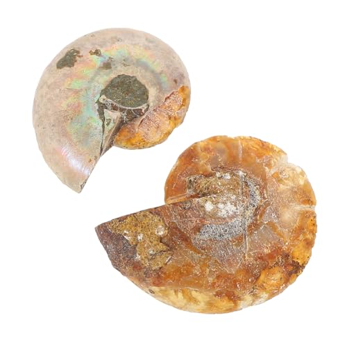 BUGUUYO 2 Stück Teiliges Ammoniten Fossilien Natürliche Paleontologische Lehrproben Dekorative Opp verpackung Wissenschaftliche Sammlerstücke und Wohnaccessoires von BUGUUYO