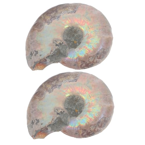 BUGUUYO 2 Stück fossiles Exemplar Modelle Schmuck Ammoniten-Modelle pädagogischer Ammonitenschmuck Lustige Ammonitenmodelle Modelle zum Spaß Natürliches Muschelfossil Dark Brown BUGUUYO 2 Stück fossiles Exemplar Modelle Schmuck Ammoniten-Modelle pädagogischer Ammonitenschmuck Lustige Ammonitenmodelle Modelle zum Spaß Natürliches Muschelfossil Dark Brown von BUGUUYO
