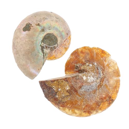 BUGUUYO Ammoniten Fossilien Versteinerte Schätze Der Urzeit Als Lehrmittel Und Schreibtischornament 2 OPP Verpackung Ideales Pädagogisches Für Wissenschaftsprojekte von BUGUUYO