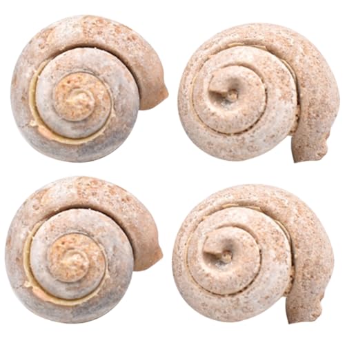 BUGUUYO 4 Stück Schneckenfossil Lernspielzeug für Kinder Kidcraft-Spielset Meerestiere Schneckenschmuck fossilien museum wohnungseinrichtung wohnungsdeko decor Probe Kinderspielzeug von BUGUUYO