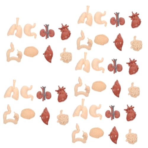 BUGUUYO 5 Sätze Menschliches Inneres Organmodell Körper Organe Versteckte Figuren Menschliches Schädelmodell Anatomiemodell Des Menschlichen Torsos Wissenschaft Anatomiebuch Interaktiv Pvc BUGUUYO 5 Sätze Menschliches Inneres Organmodell Körper Organe Versteckte Figuren Menschliches Schädelmodell Anatomiemodell Des Menschlichen Torsos Wissenschaft Anatomiebuch Interaktiv Pvc von BUGUUYO