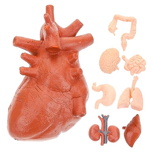 BUGUUYO 8-teiliges anatomisches Modellset für menschliche Organe simulierte Organmodelle medizinisches Lehrmittel für Studenten BUGUUYO 8-teiliges anatomisches Modellset für menschliche Organe simulierte Organmodelle medizinisches Lehrmittel für Studenten von BUGUUYO