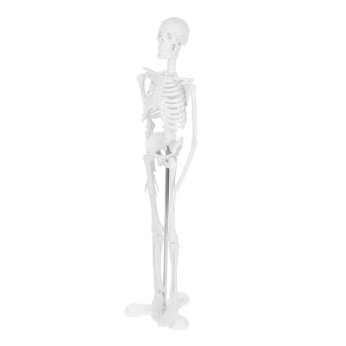 BUGUUYO Anatomisch Korrektes Skelettmodell mit Realistischer Knochenstruktur Detaillierte für Schule Medizinische Ausbildung und Wissenschaftliche Studien Kleines Menschliches von BUGUUYO