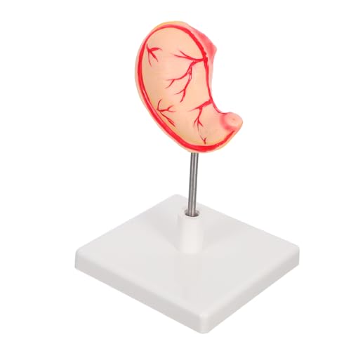 BUGUUYO Anatomisches Modell Des Menschlichen Lehrmodell für Medizinische und Forschungslabore Präzise Darstellung Magenanatomie Robustes Design für Langfristige Nutzung Einfach zu von BUGUUYO