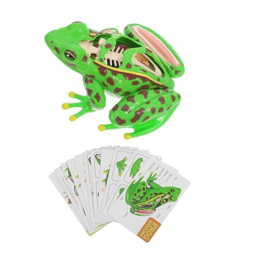 BUGUUYO Anatomie-lernspielzeug 3d-froschmodell-bausatz Pädagogisches Puzzle Für Kinder Realistischer Frosch von BUGUUYO